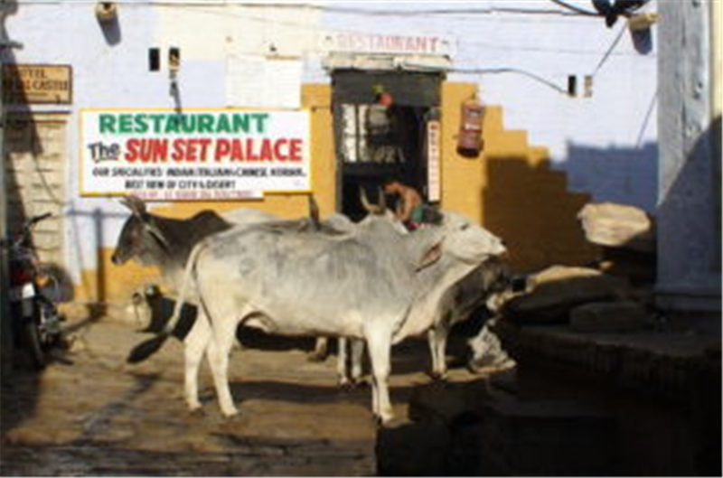 Cow, mother of India