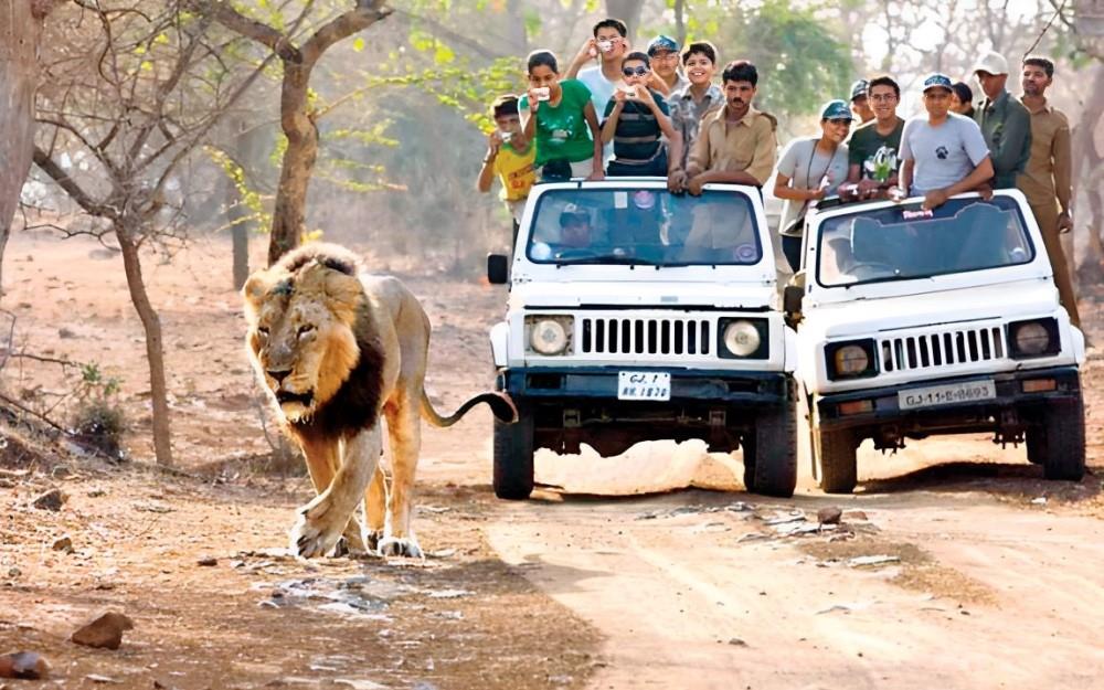 Meet the Asian lion and The Essential of Gujrat 